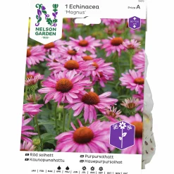 Vårlök Nelson Garden Röd Solhatt Echinacea Magnus Rosa