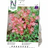 Vårlök Nelson Garden Rosettoxalis Iron Cross Rosa