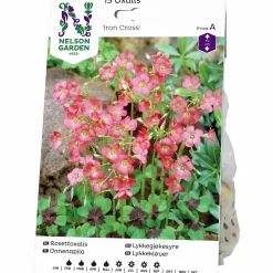 Vårlök Nelson Garden Rosettoxalis Iron Cross Rosa