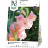 Vårlök Nelson Garden Storblommig gladiol 'Donatella'