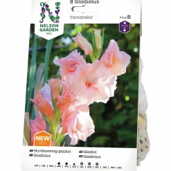 Vårlök Nelson Garden Storblommig gladiol 'Donatella'