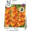 Vårlök Nelson Garden Storblommig Gladiolus Cornelli Orange