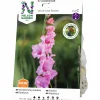 Vårlök Nelson Garden Storblommig Gladiolus Wine & Roses Rosa
