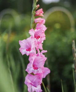 Vårlök Nelson Garden Storblommig Gladiolus Wine & Roses Rosa