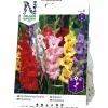 Vårlök Nelson Garden Storblommig Gladiolus Blandade färger