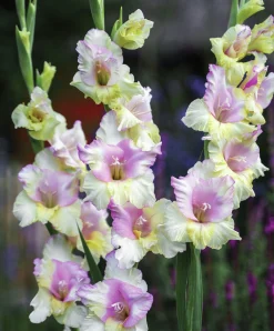Vårlök Nelson Garden Storblommig Gladiolus Mon Amour Vitrosa