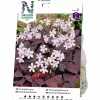 Vårlök Nelson Garden Triangeloxalis Rosa/Vinröd