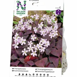 Vårlök Nelson Garden Triangeloxalis Rosa/Vinröd