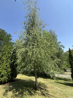 Vårtbjörk Goliath Högstam Barrotad