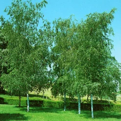 Vårtbjörk Goliath Högstam Barrotad