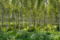 Vårtbjörk Häck Barrotad