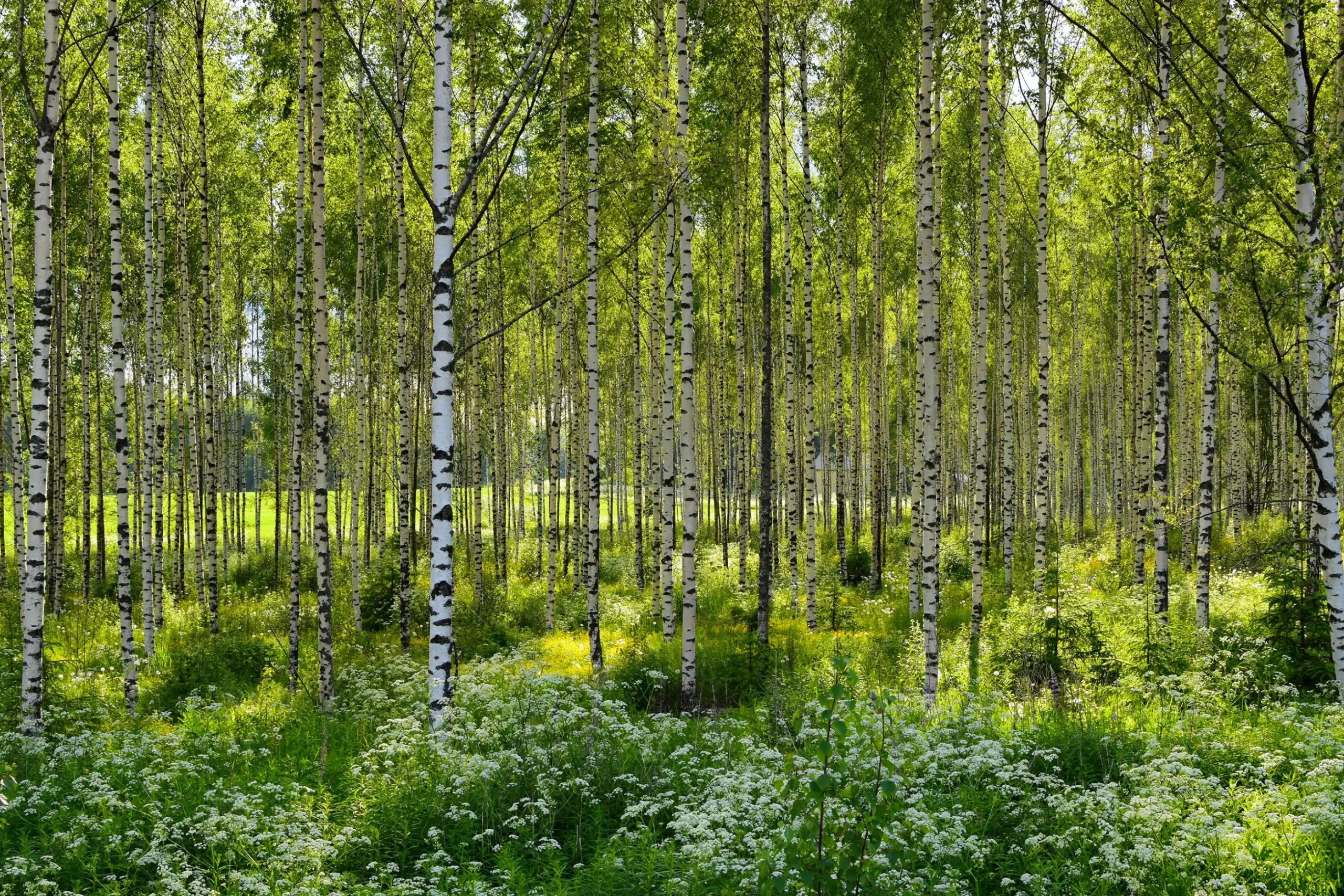 Vårtbjörk Häck Barrotad