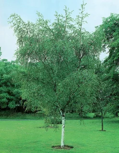 Vårtbjörk Häck Barrotad