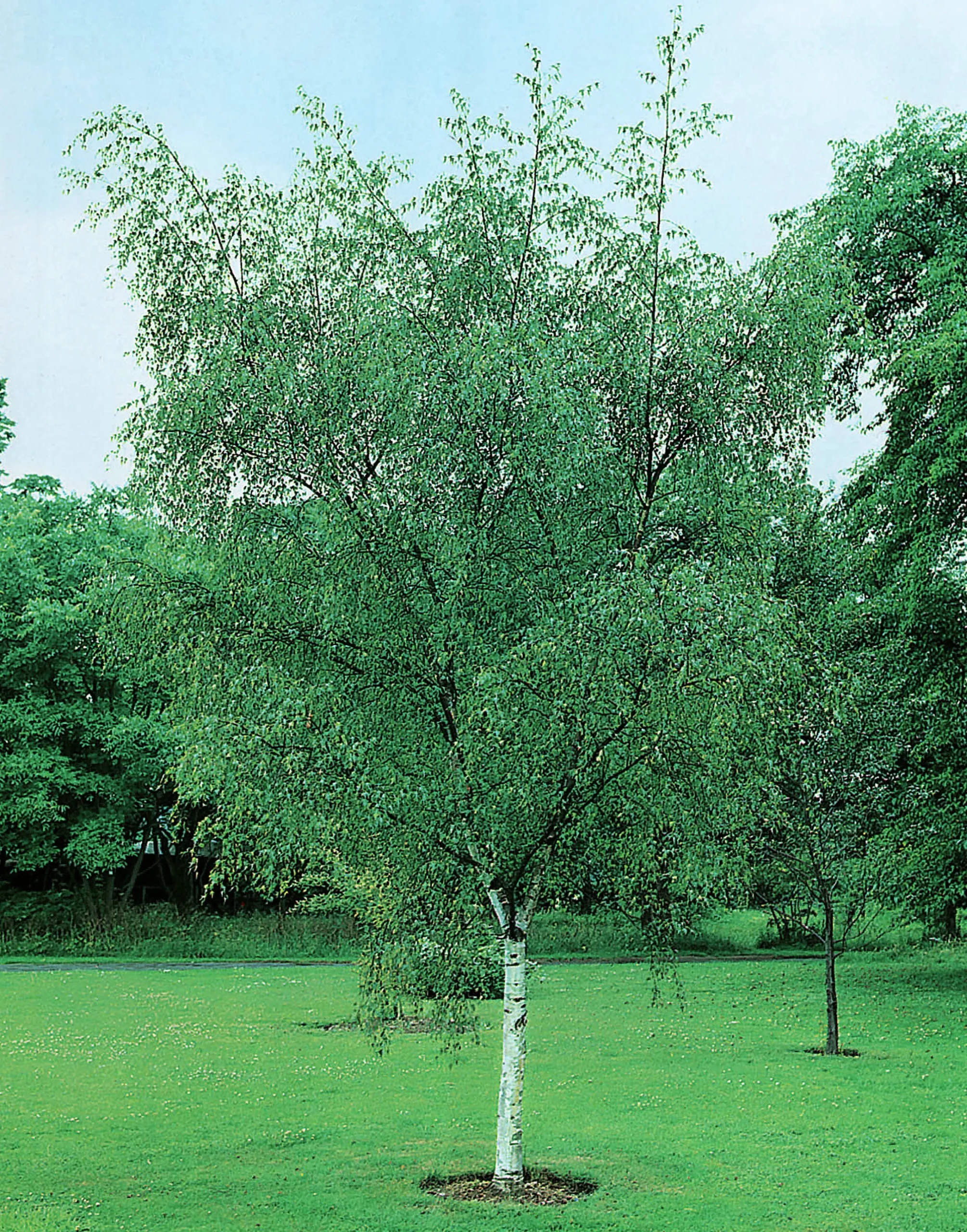 Vårtbjörk Häck Barrotad