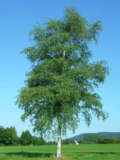 Vårtbjörk Ungträd