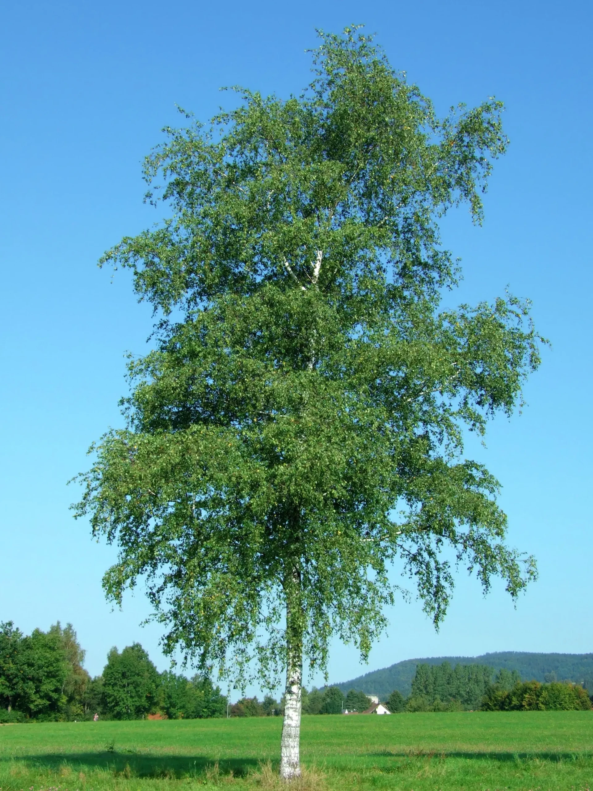 Vårtbjörk Ungträd