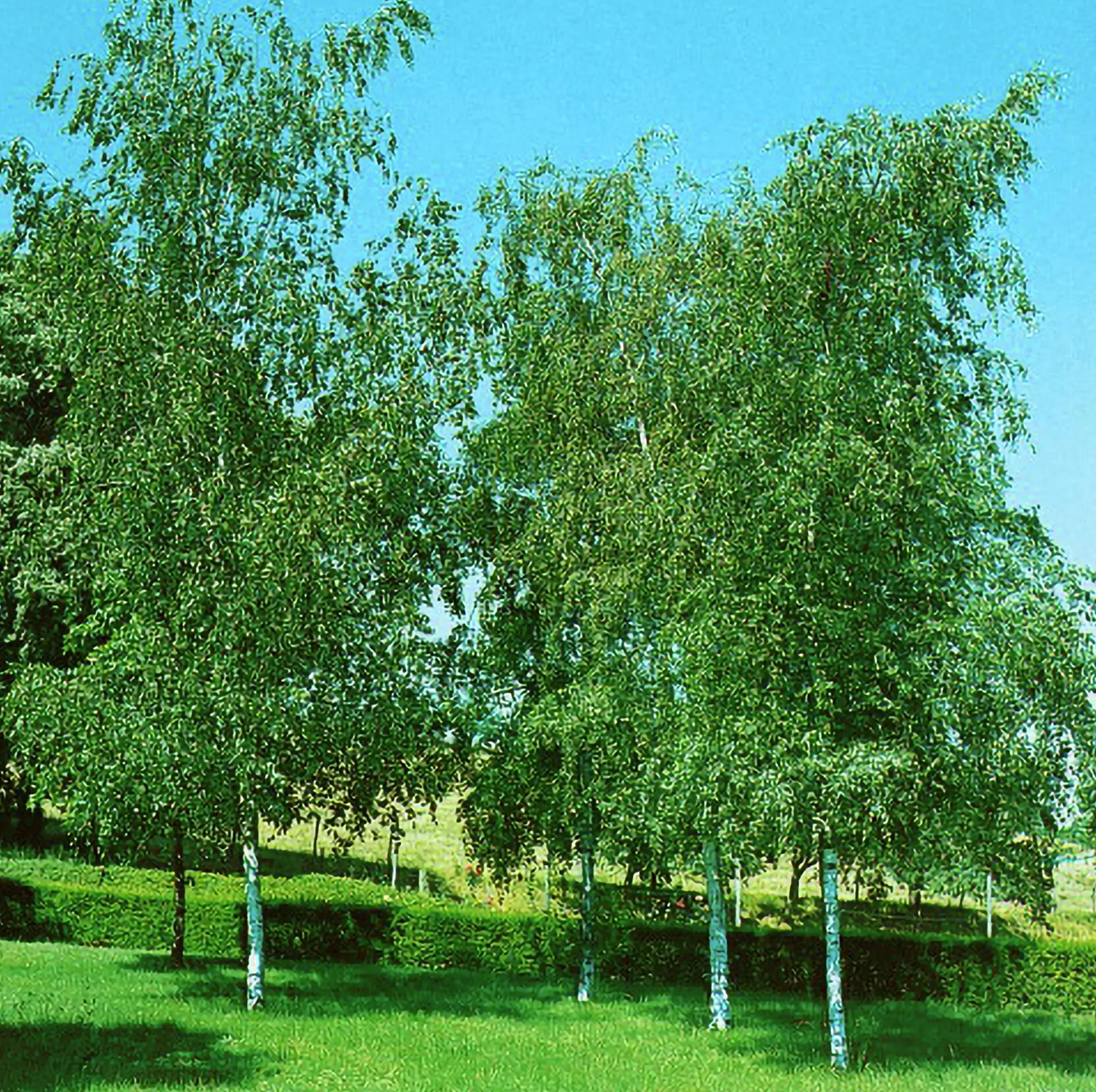 Vårtbjörk Ungträd