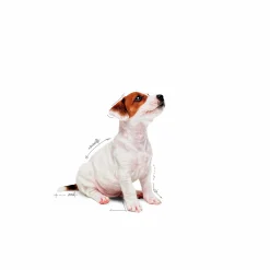 Våtfoder Royal Canin Mini Puppy 12x85g