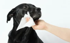 Våtservetter Earth Rated Dog Wipes Oparfymerade 100-p