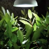 Växbelysning Nelson Garden LED Lampa E27 18W