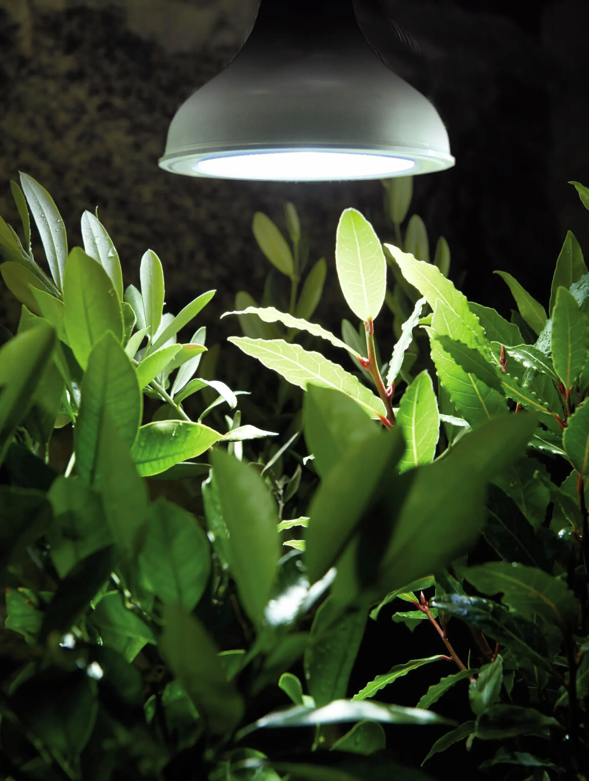 Växbelysning Nelson Garden LED Lampa E27 18W