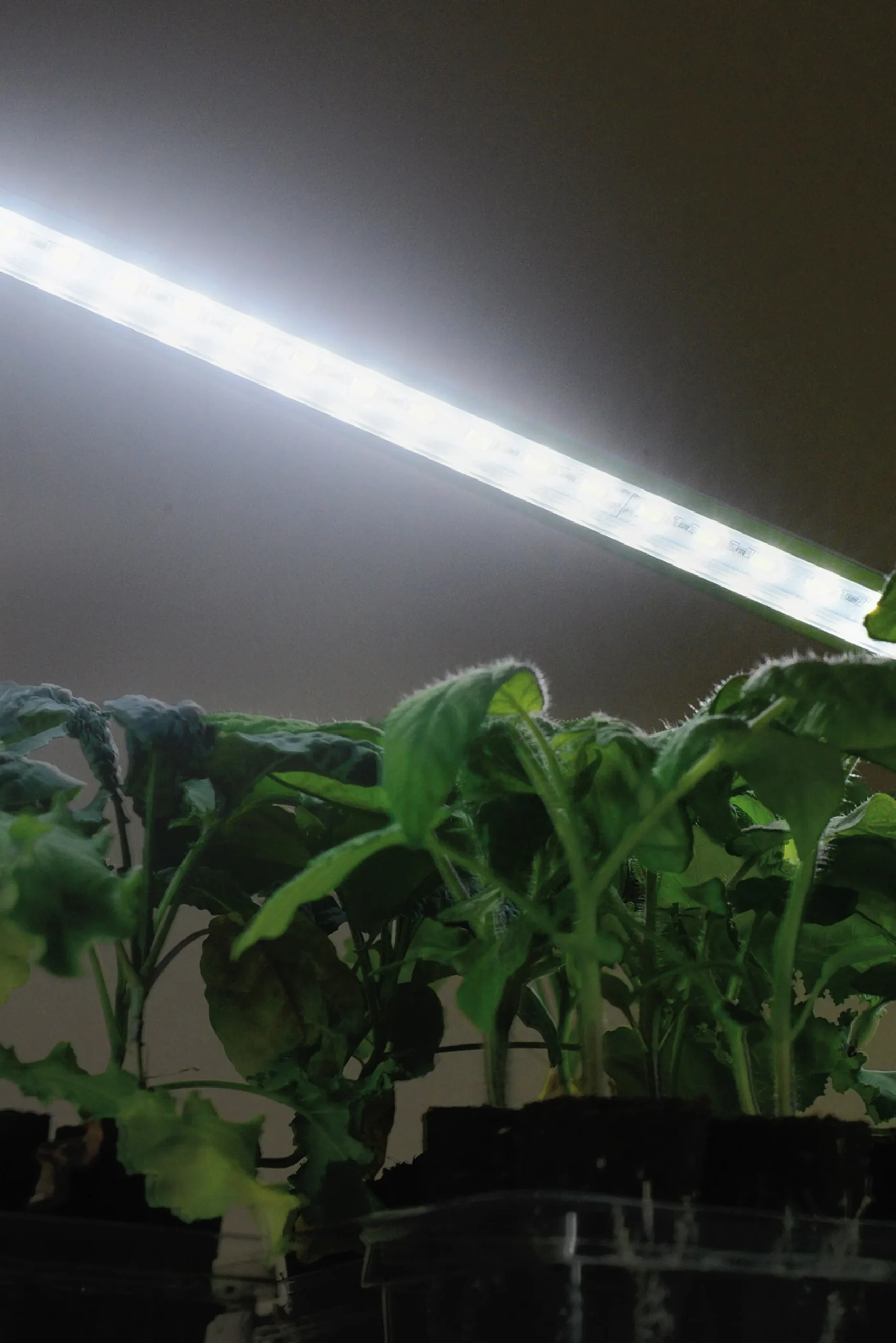 Växtbelysning Nelson Garden LED-ramp m adapter No1 23W
