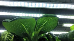 Växtbelysning Nelson Garden LED-ramp m adapter No1 23W