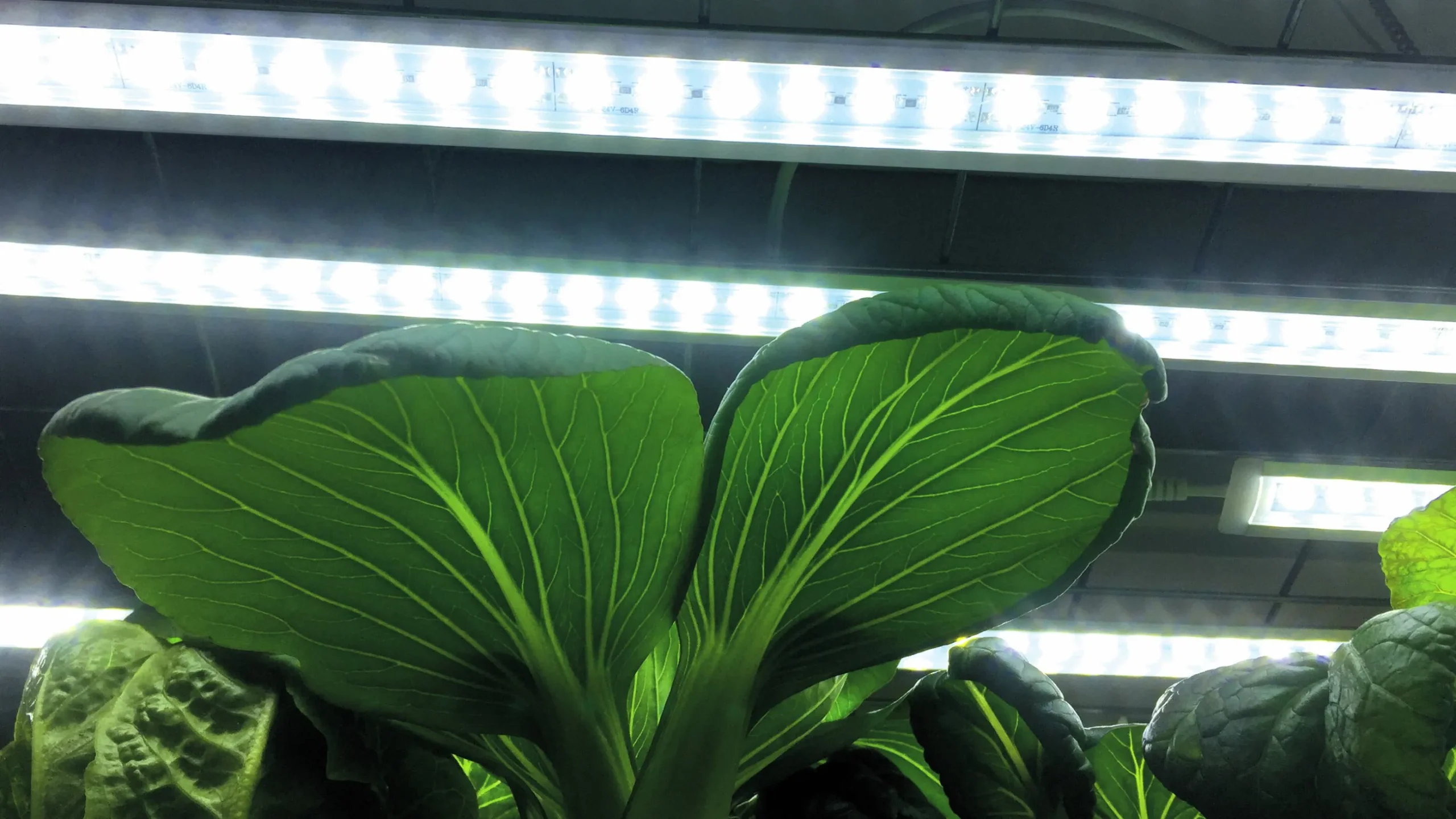 Växtbelysning Nelson Garden LED-ramp m adapter No1 23W