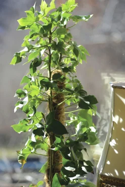 Växtstöd Nelson Garden Trä/kokos 70cm