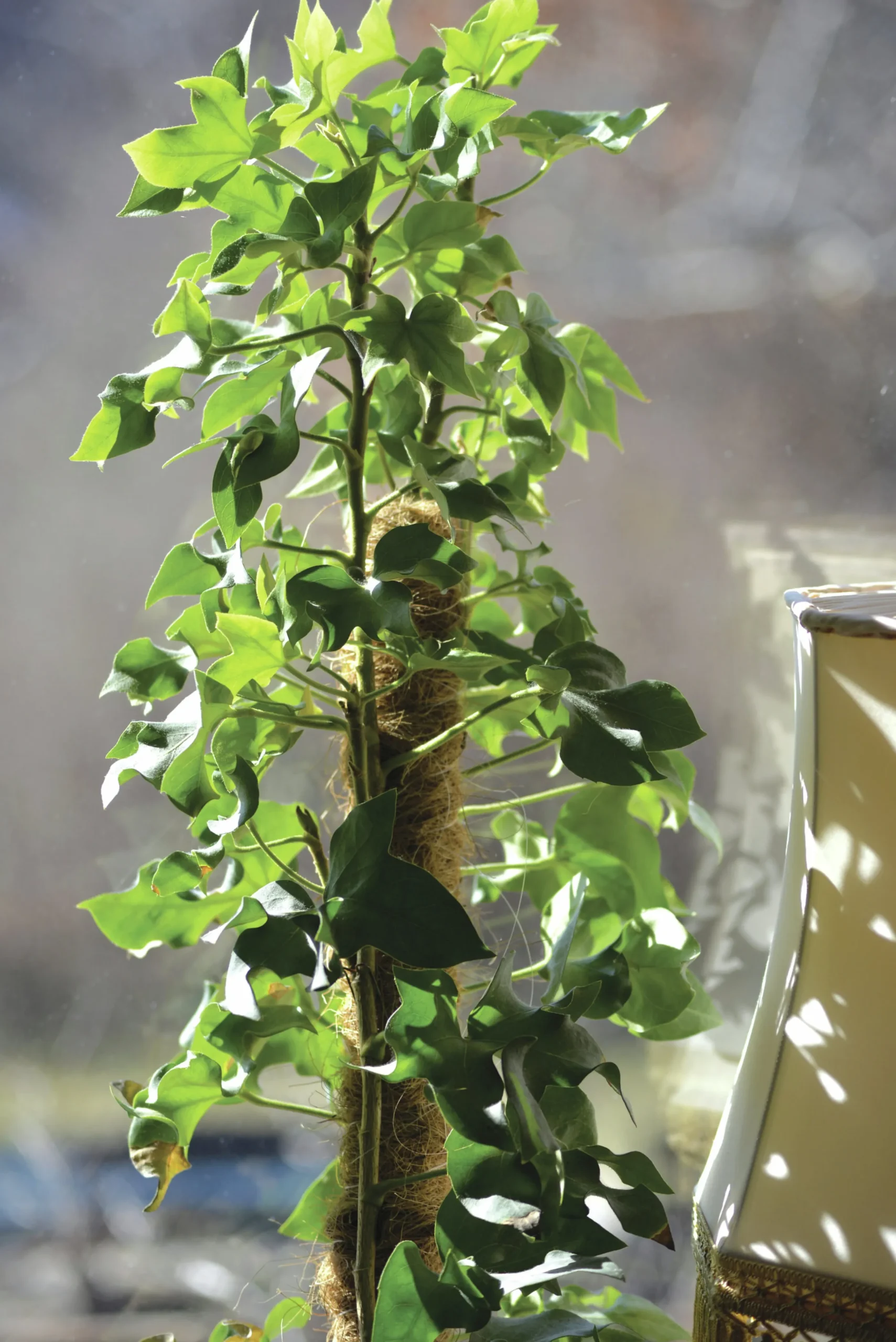 Växtstöd Nelson Garden Trä/kokos 90cm