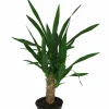 Yucca lat. Yucca gigantea