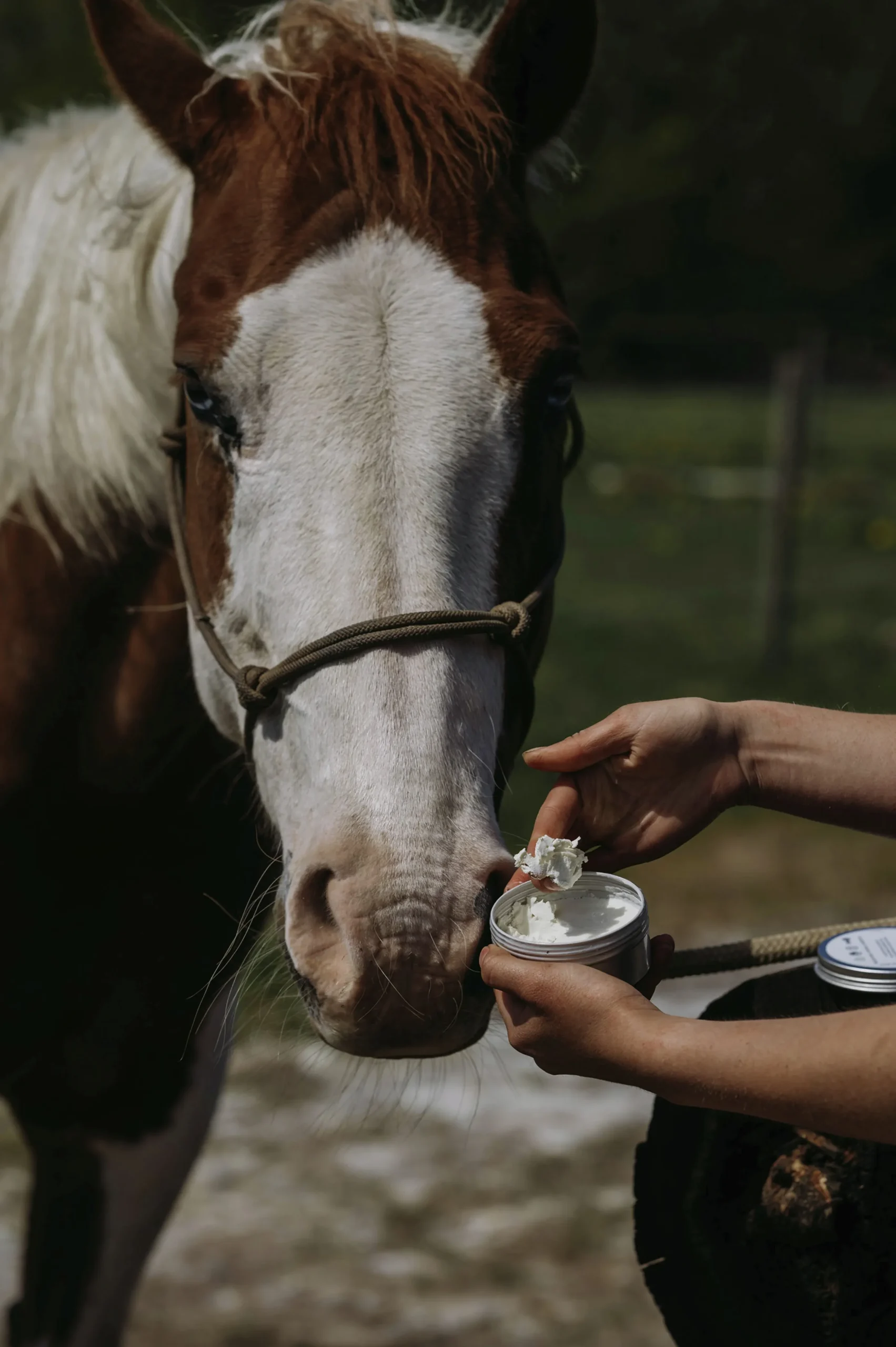 Zinksalva Fair Horse Care 150ml
